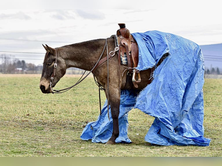 American Quarter Horse Castrone 5 Anni 152 cm Pelle di daino in Allenwood, PA