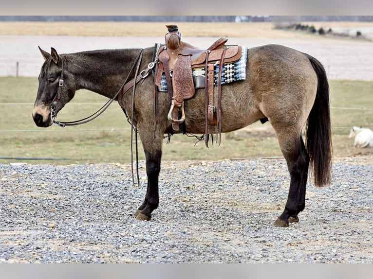 American Quarter Horse Castrone 5 Anni 152 cm Pelle di daino in Allenwood, PA