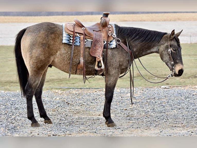 American Quarter Horse Castrone 5 Anni 152 cm Pelle di daino in Allenwood, PA