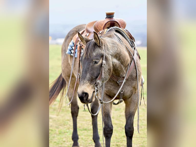 American Quarter Horse Castrone 5 Anni 152 cm Pelle di daino in Allenwood, PA