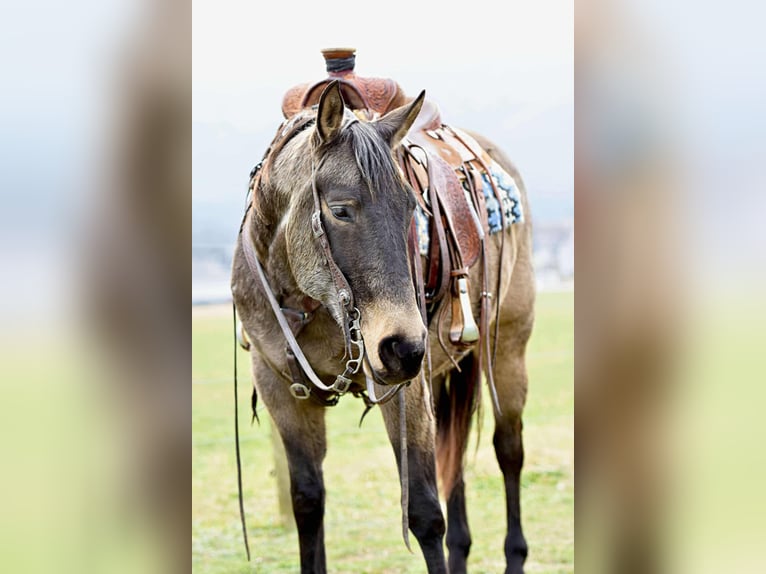 American Quarter Horse Castrone 5 Anni 152 cm Pelle di daino in Allenwood, PA