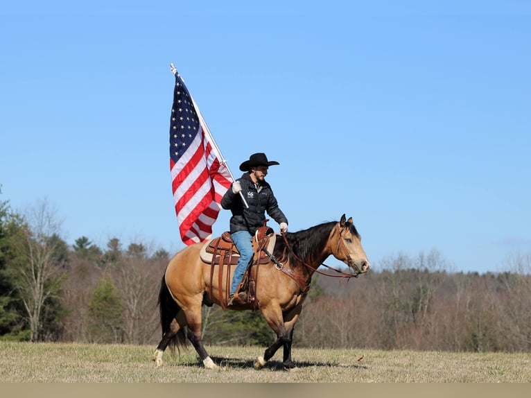 American Quarter Horse Castrone 5 Anni 152 cm Pelle di daino in Clarion