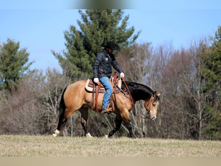 American Quarter Horse Castrone 5 Anni 152 cm Pelle di daino in Clarion