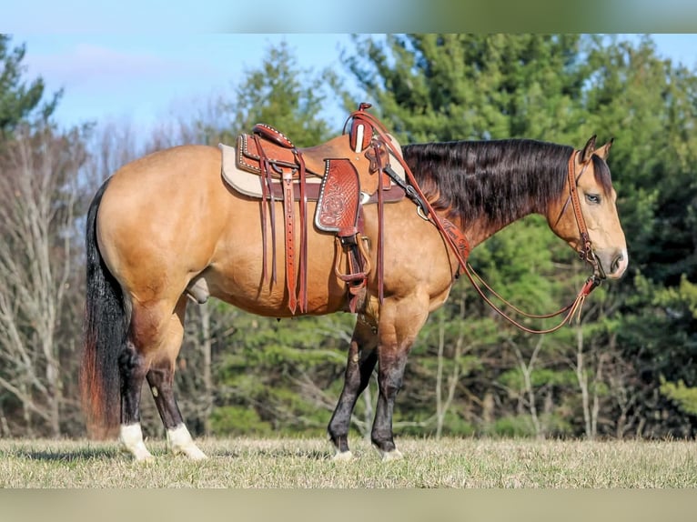 American Quarter Horse Castrone 5 Anni 152 cm Pelle di daino in Clarion