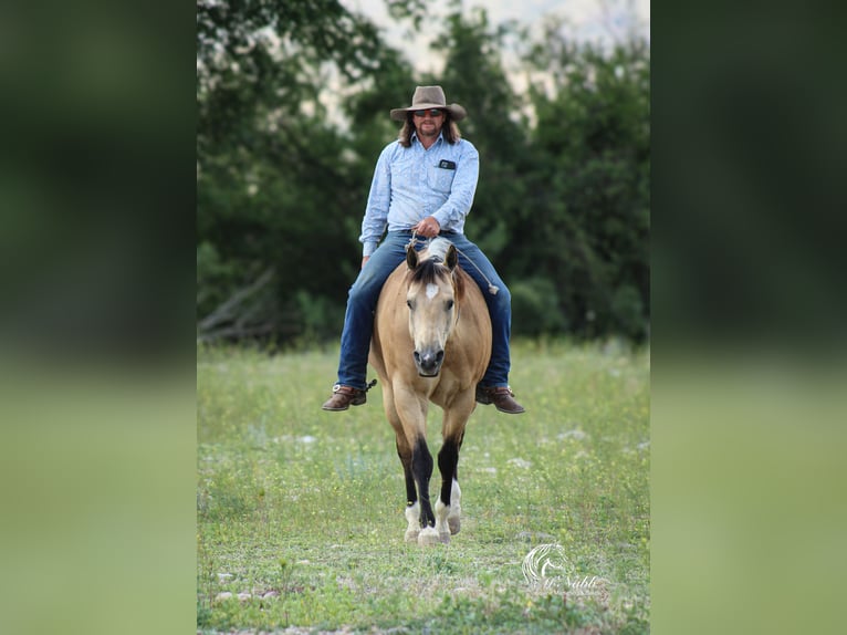 American Quarter Horse Castrone 5 Anni 152 cm Pelle di daino in Cody