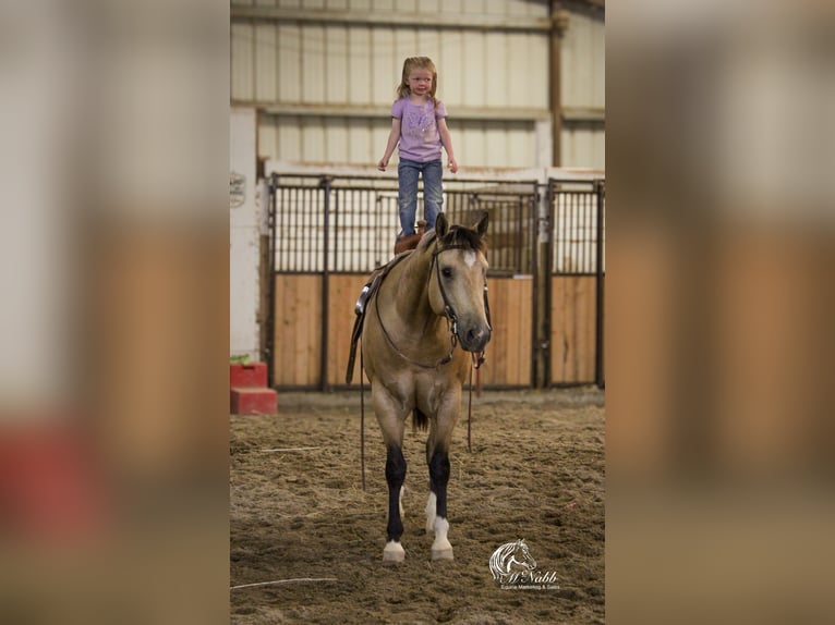 American Quarter Horse Castrone 5 Anni 152 cm Pelle di daino in Cody