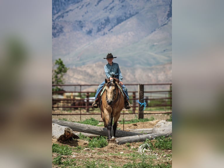 American Quarter Horse Castrone 5 Anni 152 cm Pelle di daino in Cody