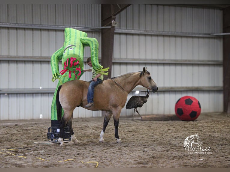 American Quarter Horse Castrone 5 Anni 152 cm Pelle di daino in Cody