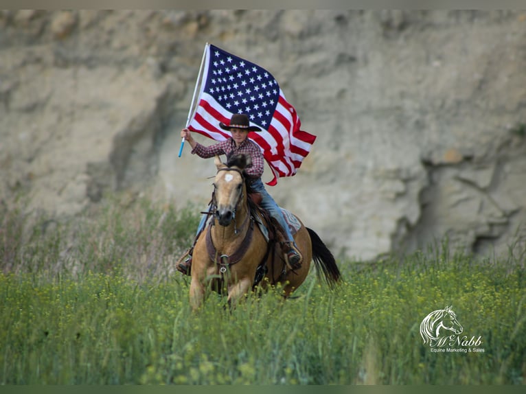 American Quarter Horse Castrone 5 Anni 152 cm Pelle di daino in Cody