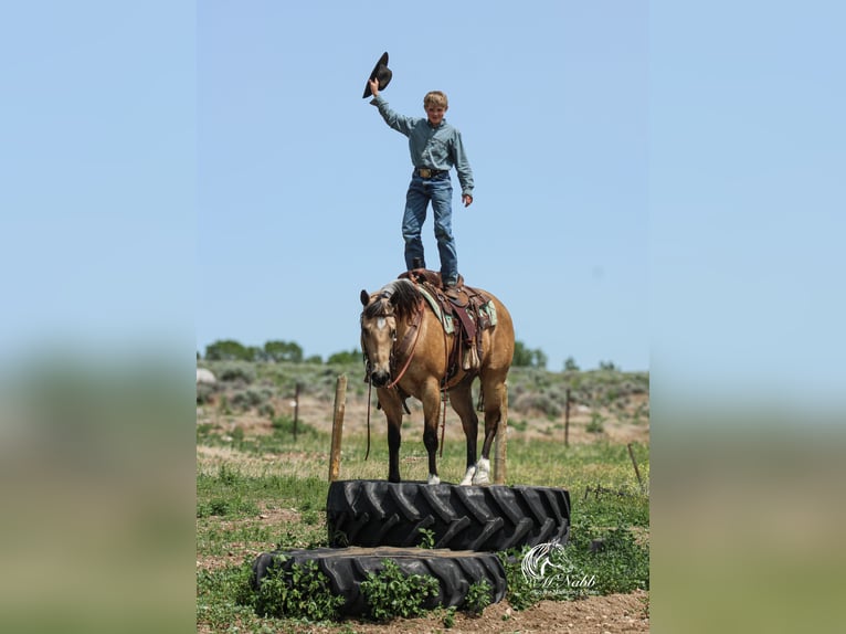 American Quarter Horse Castrone 5 Anni 152 cm Pelle di daino in Cody