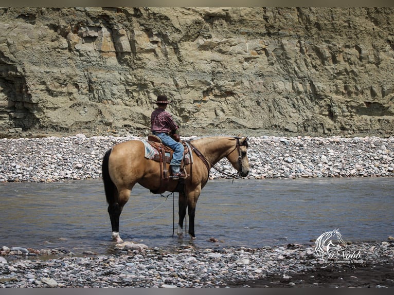 American Quarter Horse Castrone 5 Anni 152 cm Pelle di daino in Cody