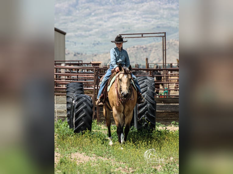 American Quarter Horse Castrone 5 Anni 152 cm Pelle di daino in Cody