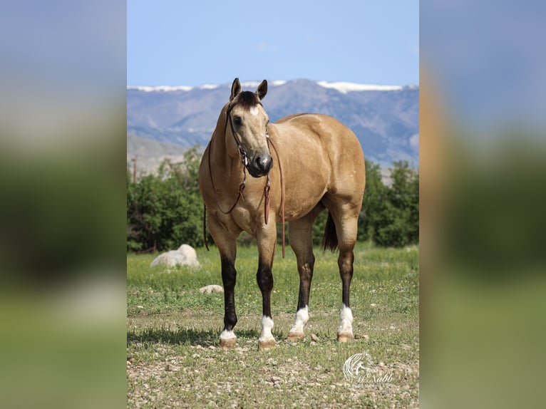 American Quarter Horse Castrone 5 Anni 152 cm Pelle di daino in Cody
