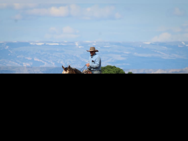 American Quarter Horse Castrone 5 Anni 152 cm Pelle di daino in Cody