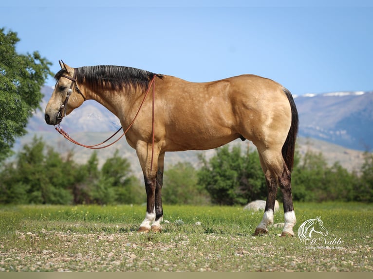 American Quarter Horse Castrone 5 Anni 152 cm Pelle di daino in Cody