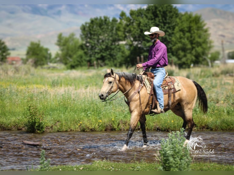American Quarter Horse Castrone 5 Anni 152 cm Pelle di daino in Cody