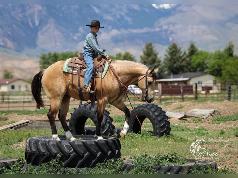 American Quarter Horse Castrone 5 Anni 152 cm Pelle di daino in Cody