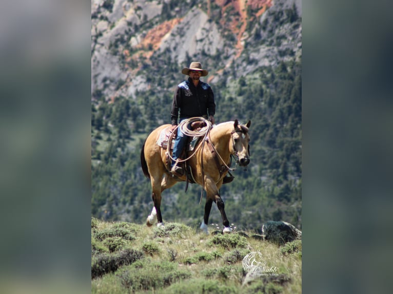 American Quarter Horse Castrone 5 Anni 152 cm Pelle di daino in Cody