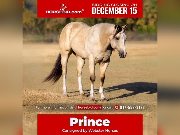 American Quarter Horse Castrone 5 Anni 152 cm Pelle di daino in Decatur