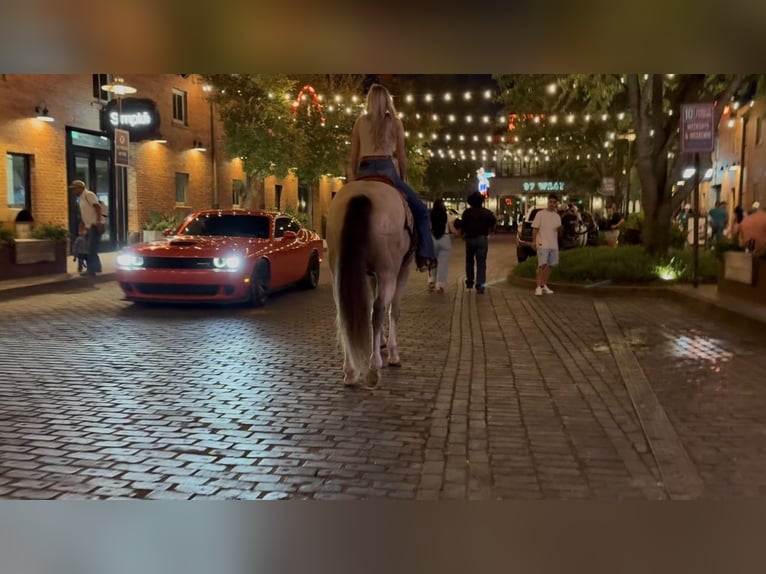 American Quarter Horse Castrone 5 Anni 152 cm Pelle di daino in Decatur