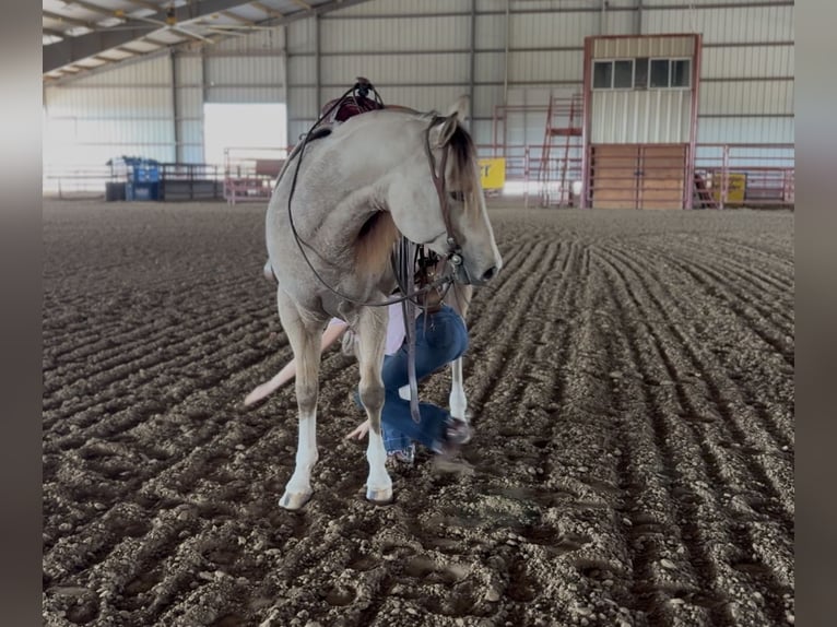 American Quarter Horse Castrone 5 Anni 152 cm Pelle di daino in Decatur