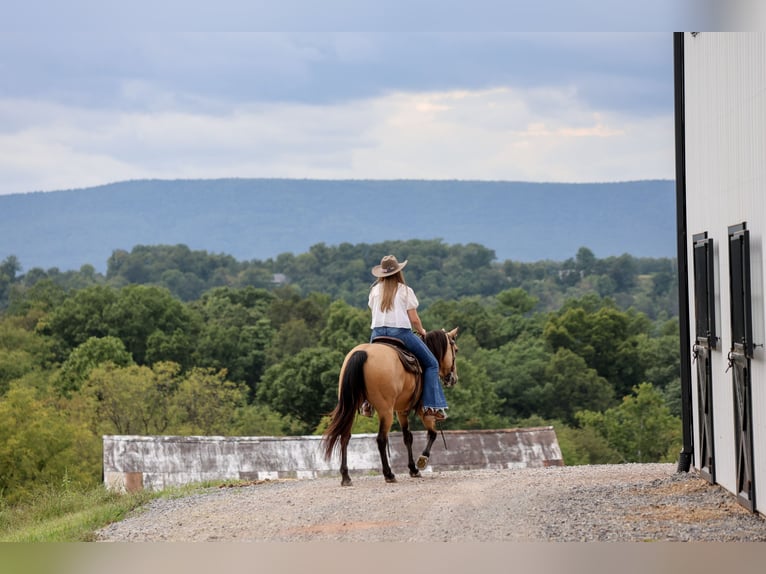 American Quarter Horse Castrone 5 Anni 152 cm Pelle di daino in Needmore