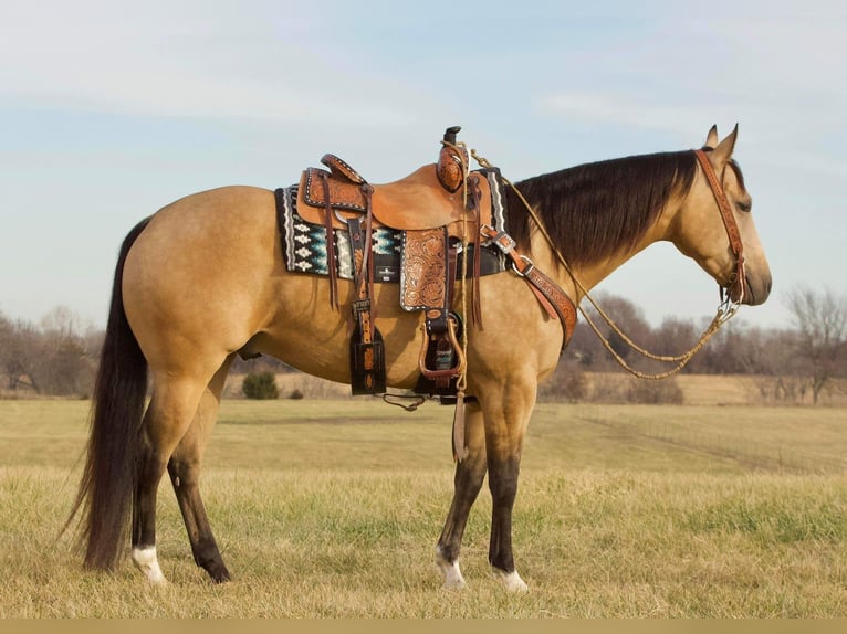 American Quarter Horse Castrone 5 Anni 152 cm Pelle di daino in Buffalo