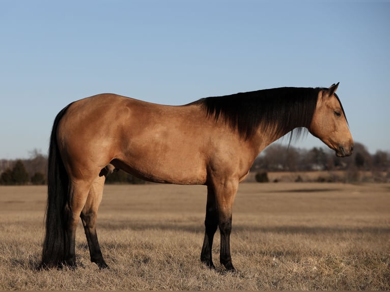 American Quarter Horse Castrone 5 Anni 152 cm Pelle di daino in Buffalo