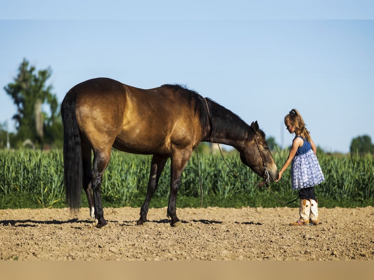 American Quarter Horse Castrone 5 Anni 152 cm Pelle di daino in Caldwell, ID