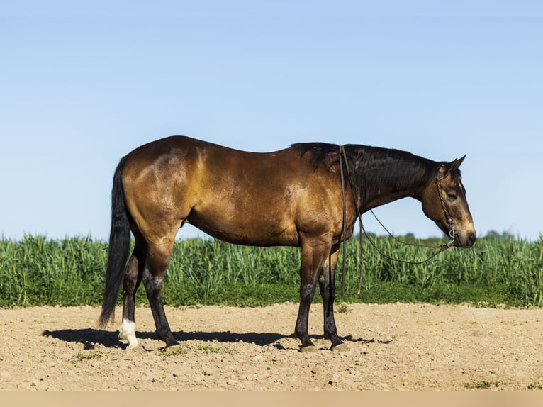 American Quarter Horse Castrone 5 Anni 152 cm Pelle di daino in Caldwell, ID