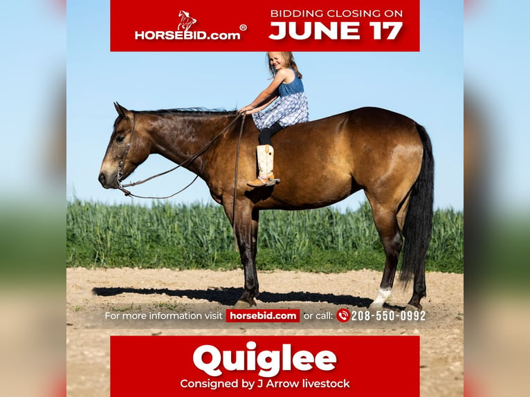 American Quarter Horse Castrone 5 Anni 152 cm Pelle di daino in Caldwell, ID