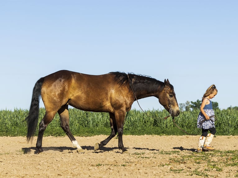 American Quarter Horse Castrone 5 Anni 152 cm Pelle di daino in Caldwell, ID