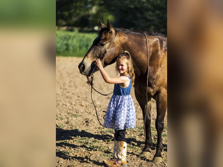 American Quarter Horse Castrone 5 Anni 152 cm Pelle di daino in Caldwell, ID