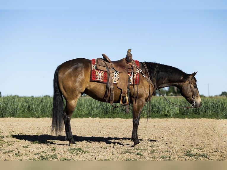 American Quarter Horse Castrone 5 Anni 152 cm Pelle di daino in Caldwell, ID