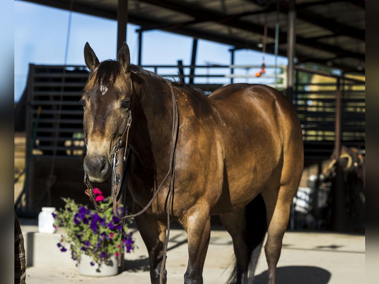 American Quarter Horse Castrone 5 Anni 152 cm Pelle di daino in Caldwell, ID