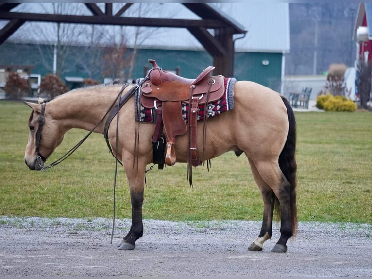 American Quarter Horse Castrone 5 Anni 152 cm Pelle di daino in Fresno