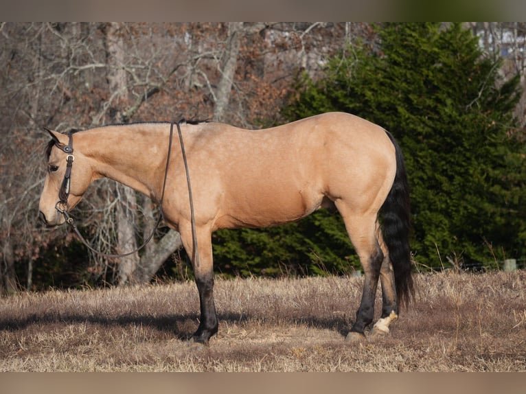 American Quarter Horse Castrone 5 Anni 152 cm Pelle di daino in Fresno
