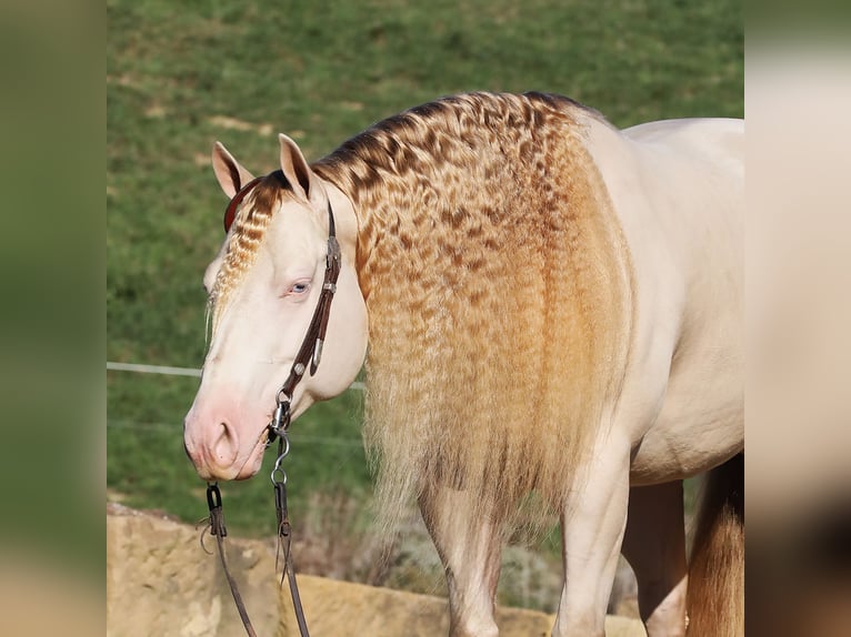 American Quarter Horse Castrone 5 Anni 152 cm Perlino in Millersburg