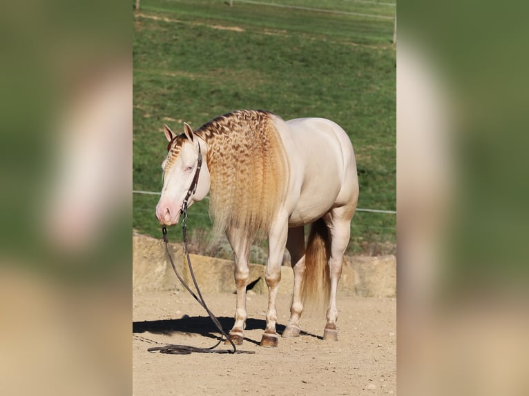 American Quarter Horse Castrone 5 Anni 152 cm Perlino in Millersburg