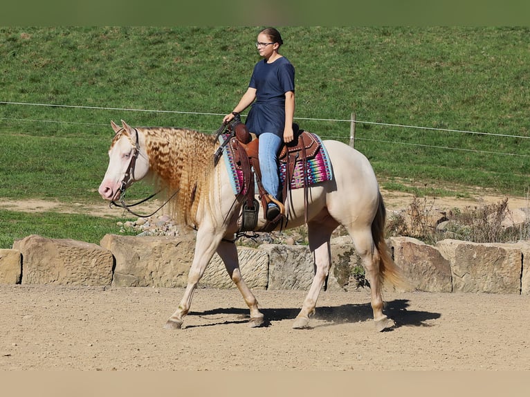 American Quarter Horse Castrone 5 Anni 152 cm Perlino in Millersburg