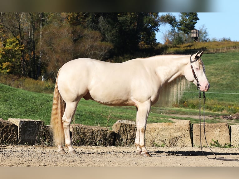 American Quarter Horse Castrone 5 Anni 152 cm Perlino in Millersburg