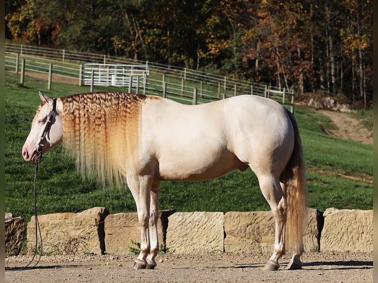 American Quarter Horse Castrone 5 Anni 152 cm Perlino in Millersburg