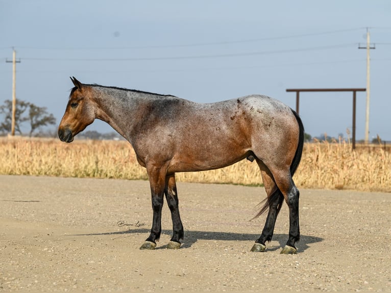 American Quarter Horse Castrone 5 Anni 152 cm in Canistota, SD