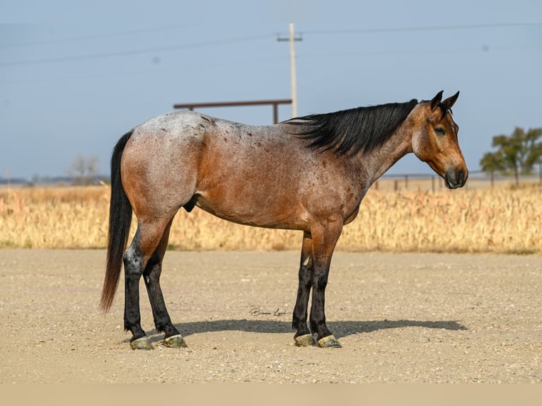 American Quarter Horse Castrone 5 Anni 152 cm in Canistota, SD