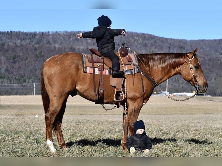 American Quarter Horse Castrone 5 Anni 152 cm Red dun in Rebersburg, PA