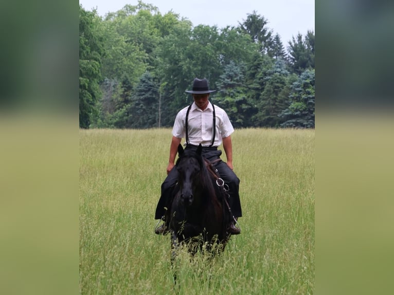 American Quarter Horse Castrone 5 Anni 152 cm Roano blu in Howell