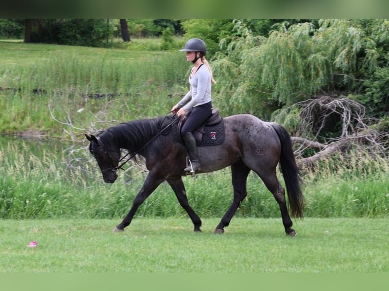 American Quarter Horse Castrone 5 Anni 152 cm Roano blu in Howell
