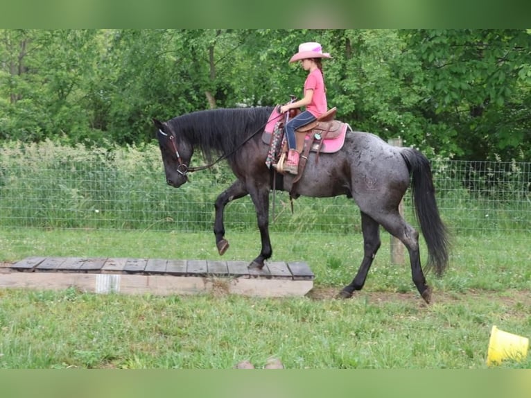 American Quarter Horse Castrone 5 Anni 152 cm Roano blu in Howell