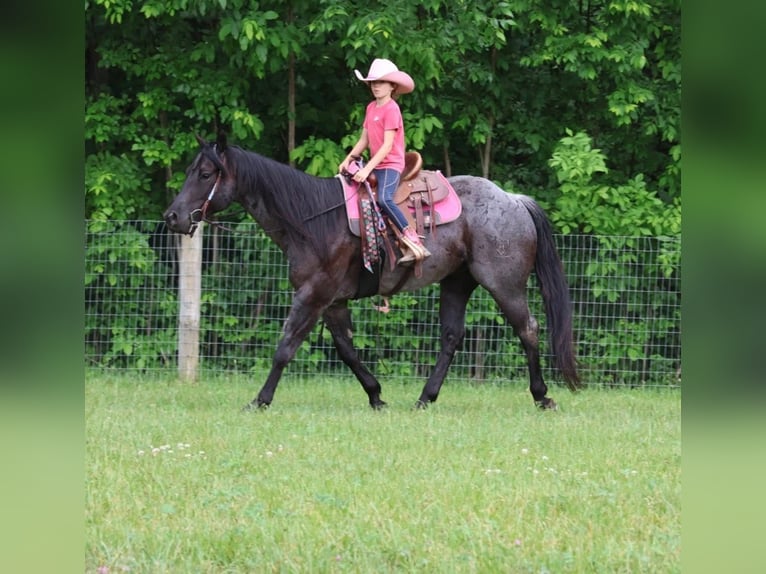 American Quarter Horse Castrone 5 Anni 152 cm Roano blu in Howell