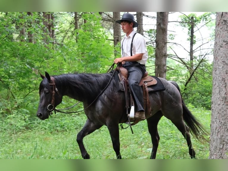 American Quarter Horse Castrone 5 Anni 152 cm Roano blu in Howell